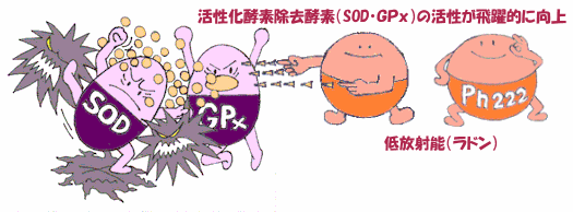 活性酸素除去酵素（ＳＯＤ－ＧＰｘ）